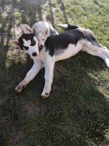 Husky kutyusok