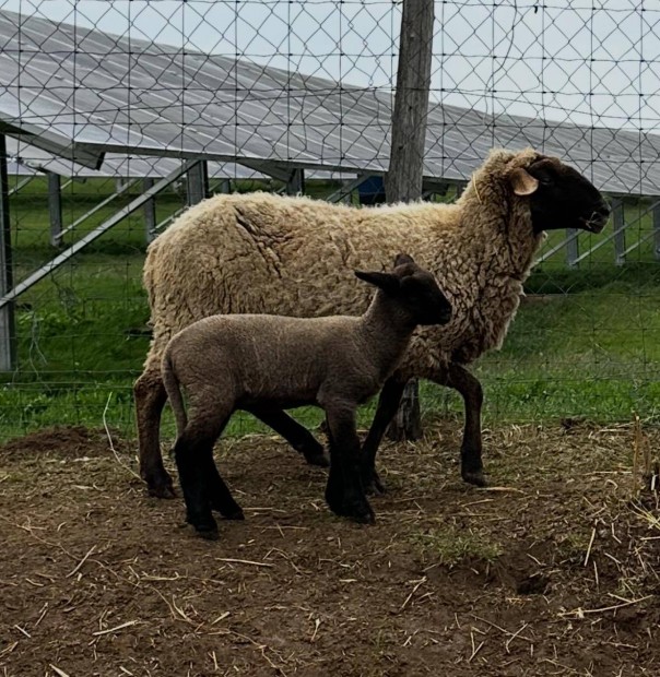 H�sv�ti b�r�nyok