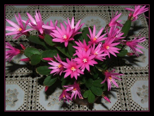 Húsvéti kaktusz gyökeres ágak pink