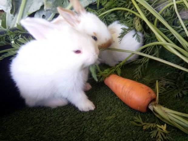 H�sv�ti kis ny�l elad� Budapesten