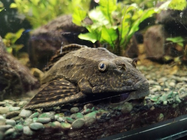 Hypostomus Plecostomus - 22cm ris algaev hal