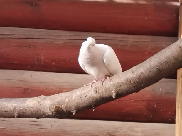 Ibolya nyak kacag gerlk eladk!