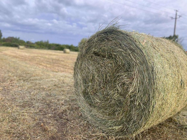 Idei 2025-ös kaszálás! Eladó körbálás széna, enyhén lucernás