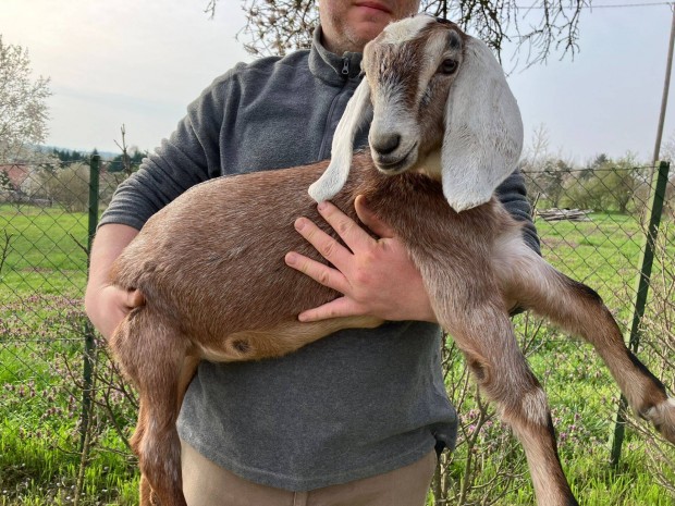 Idei anglo-n�biai kecske g�d�ly�k, kisbakok