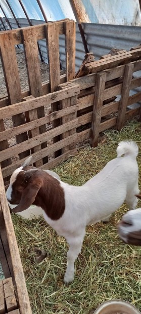 Igretes Br bakok kltznnek!