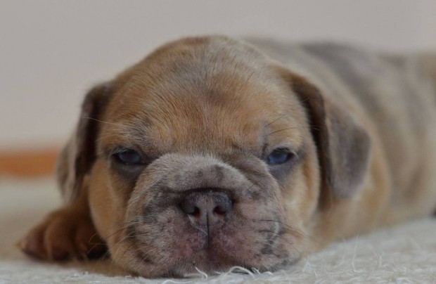 Ilkay, merle francia bulldog fi