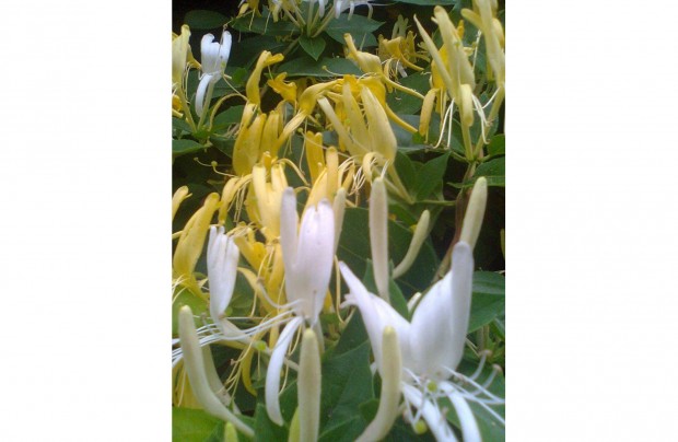 Illatos aranysárga -fehér virágú Japán Lonc (Lonicera japonica)