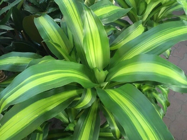 Illatos srknyfa vagy illatos dracna (Dracaena fragrans)