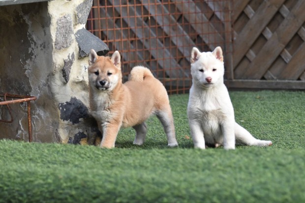 Imdnival Shiba Inu kiskutyk gazdijaikat keresik