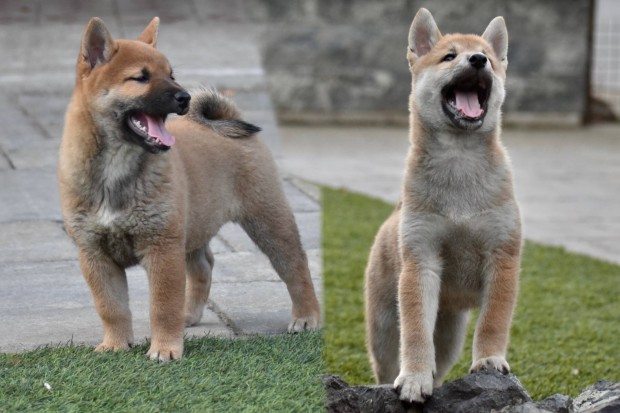 Imdnival Trzsknyves Shiba Inu fik gazdit keresnek, tenyszttl