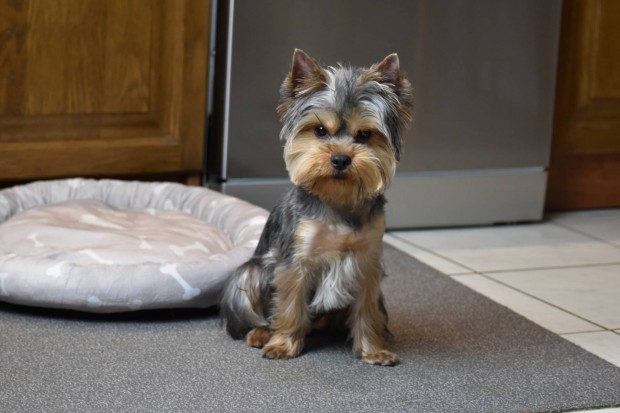 Imdnival Trzsknyves Yorkshire terrier Yorki fi gazdijt keresi