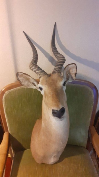 Impala / ? / gazella antilop fej kitmtt preparlt taxidermy