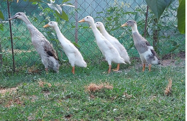 Indiai futkacsa