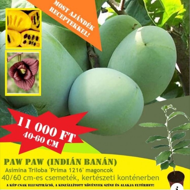 Indinbann vagy Pawpaw