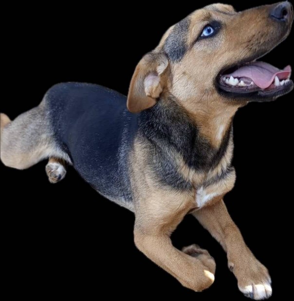 Ingyen Elvihet� Kever�k Kisl�ny