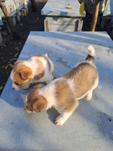 Ingyen elvihet 8 hetes fajtiszta jelleg foxterrier foxi kiskutyk. O