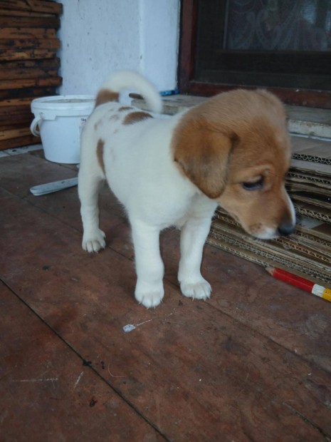 Ingyen elvihető 8 hetes fajtiszta jellegű foxterrier foxi kiskutyák. O