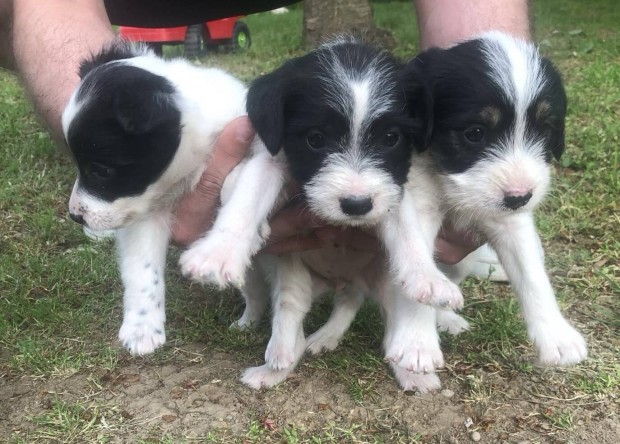 Ingyen elvihet 8hetes Jack russel jelleg kiskutyk 