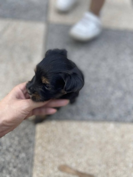 Ingyen elvihet 8hetes Mini yorki fajta jeleg kiskutyk