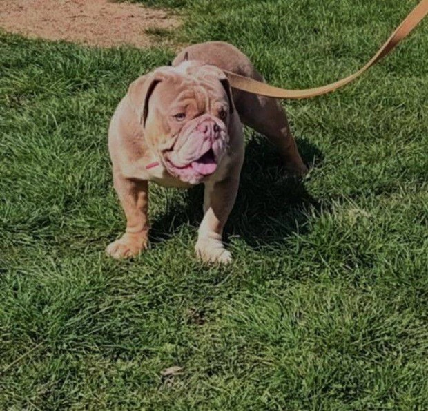 Ingyen elvihet Angol bulldog kutyus