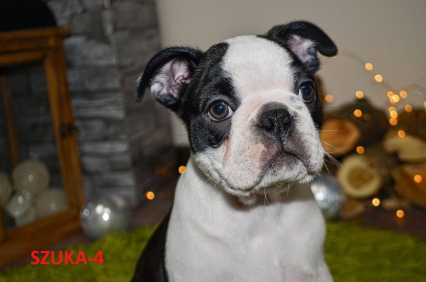 Ingyen elvihető Boston terrier jellegű kislány kutyusok
