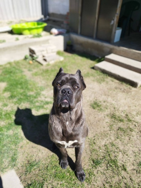 Ingyen elvihet Cane Corso fajtatiszta jelleg 20 hnapos kan