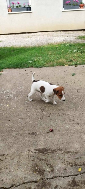 Ingyen elvihet Foxterrier klykk