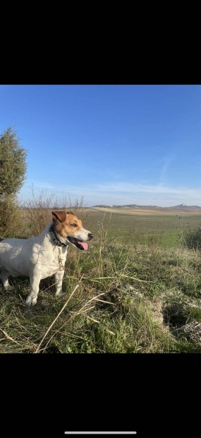 Ingyen elvihető Jack Russell terrier - szerető gazdinak