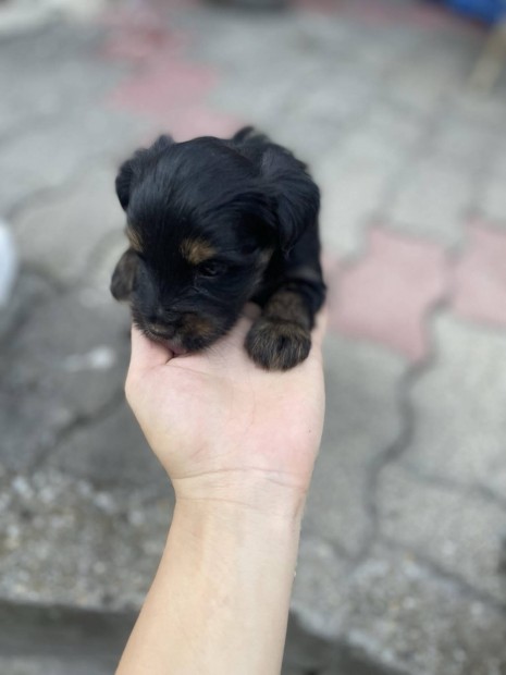 Ingyen elvihet Mini yorki fajta jelleg kiskutyk