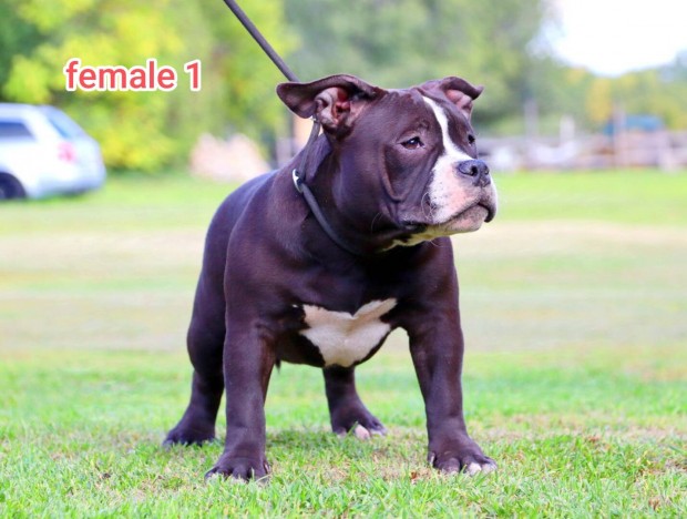 Ingyen elvihet. American Bully jelleg klyk kutyk 