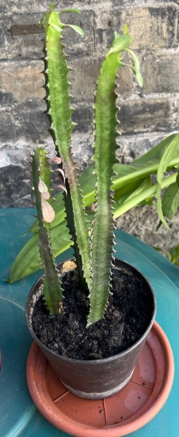 Ingyen elvihet�- H�rom�l� kutyatej szoban�veny