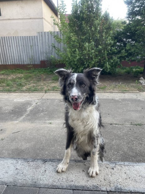 Ingyen elvihet border collie fajtatiszta jelleg kutya