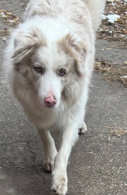 Ingyen elvihet fajtatiszta jelleg Border Collie