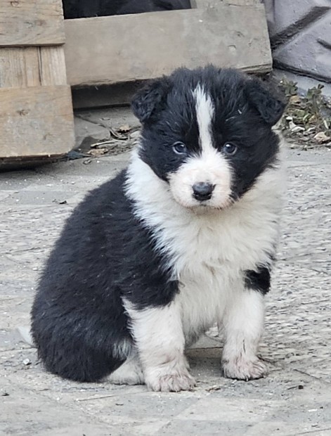 Ingyen elvihet fajtatiszta jelleg Border Collie babk