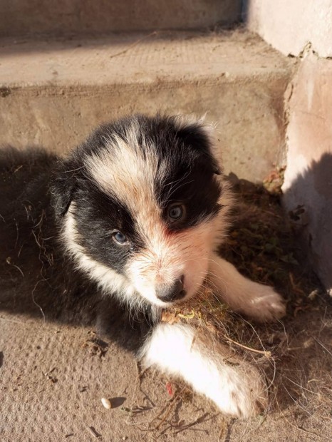 Ingyen elvihet fajtatiszta jelleg Border Collie kisfi