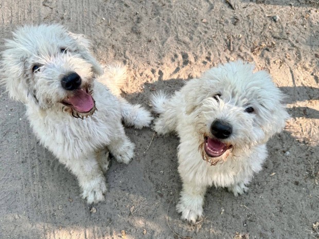 Ingyen elvihet fajtatiszta jelleg Komondor kutyk