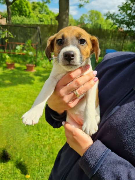 Ingyen elvihet foxterrier foxi jelleg kiskutyk!