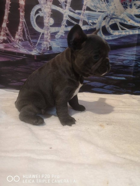 Ingyen elvihet francia bulldog jelleg 