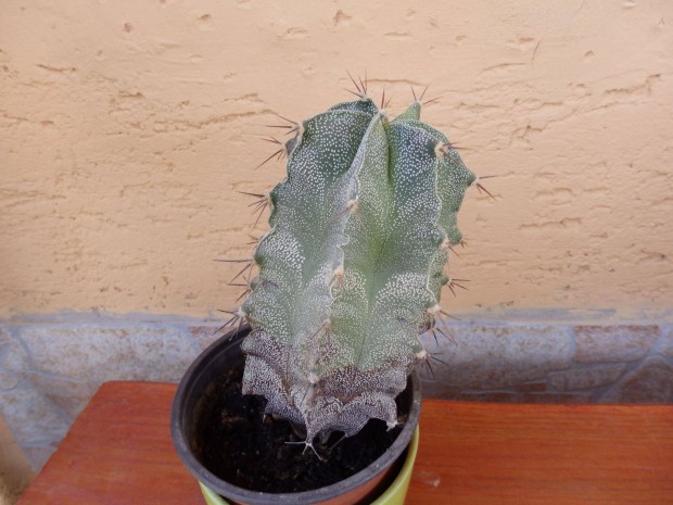 Ingyen elvihet kaktusz
