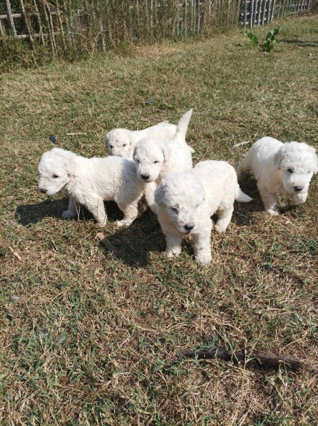 Ingyen elvihet komondor fajtatiszta jelleg kiskutyk