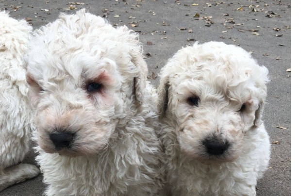 Ingyen elvihet komondor jelleg kutyk