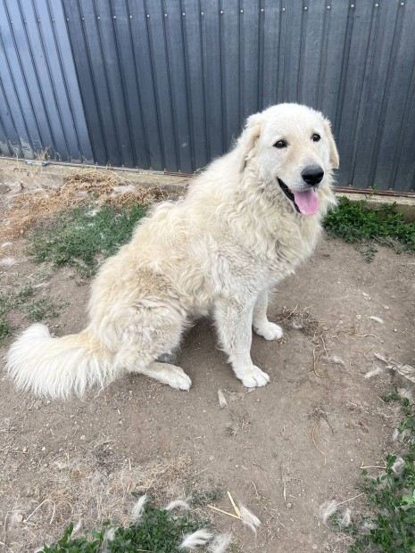 Ingyen elvihet kuvasz - szeret gazdit keresnk!