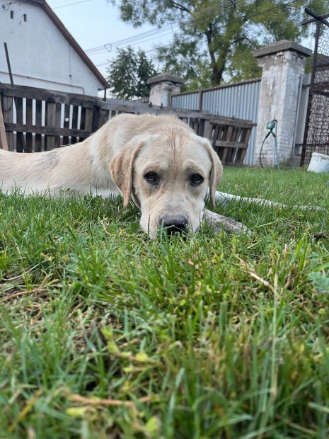 Ingyen elvihet labrador