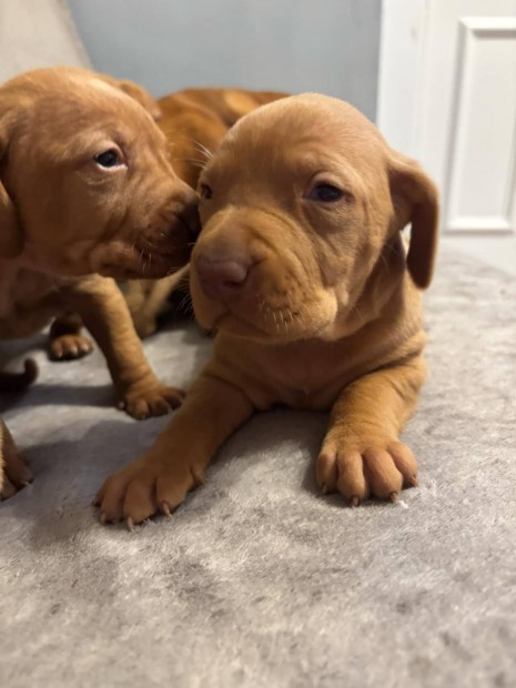 Ingyen elvihet magyar vizsla fajta jeleg kis kutyak