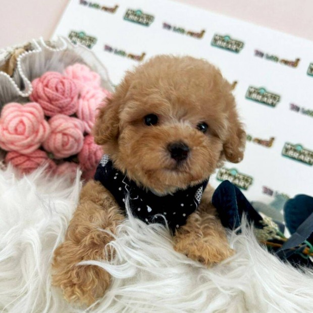 Ingyen elvihet maltipoo keverk