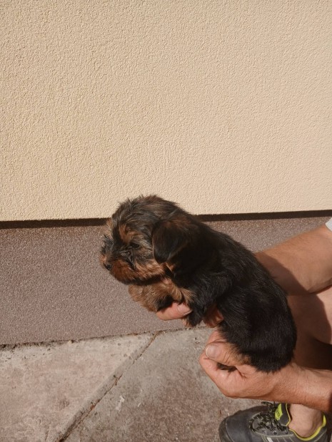 Ingyen elvihet mini yorkshire terrier fajta jelleg kisfi 