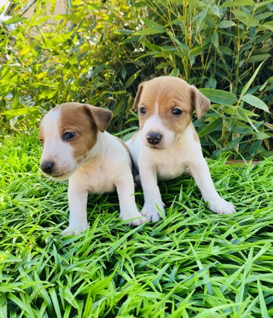 Ingyen elvihet rkbefogadhat Jack Russel kiskutyk!