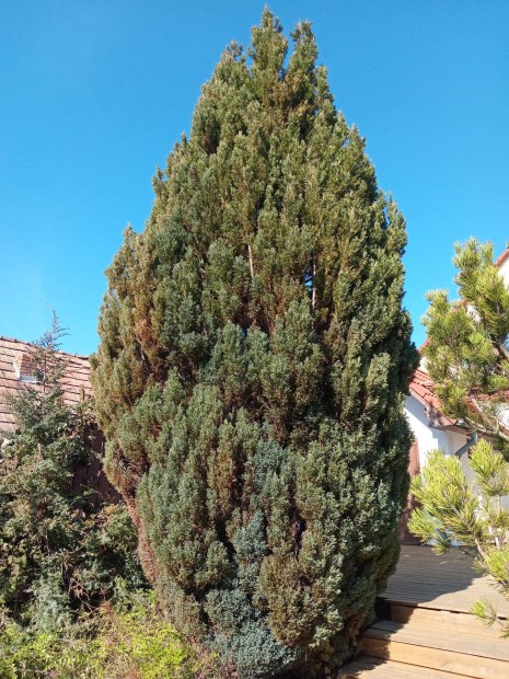 Ingyen elvihet� �r�kz�ld n�v�ny