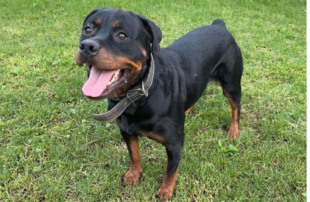 Ingyen elvihet rottweiler