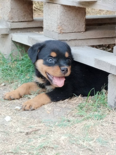 Ingyen elvihet rottweiler jelleg kiskutyk 